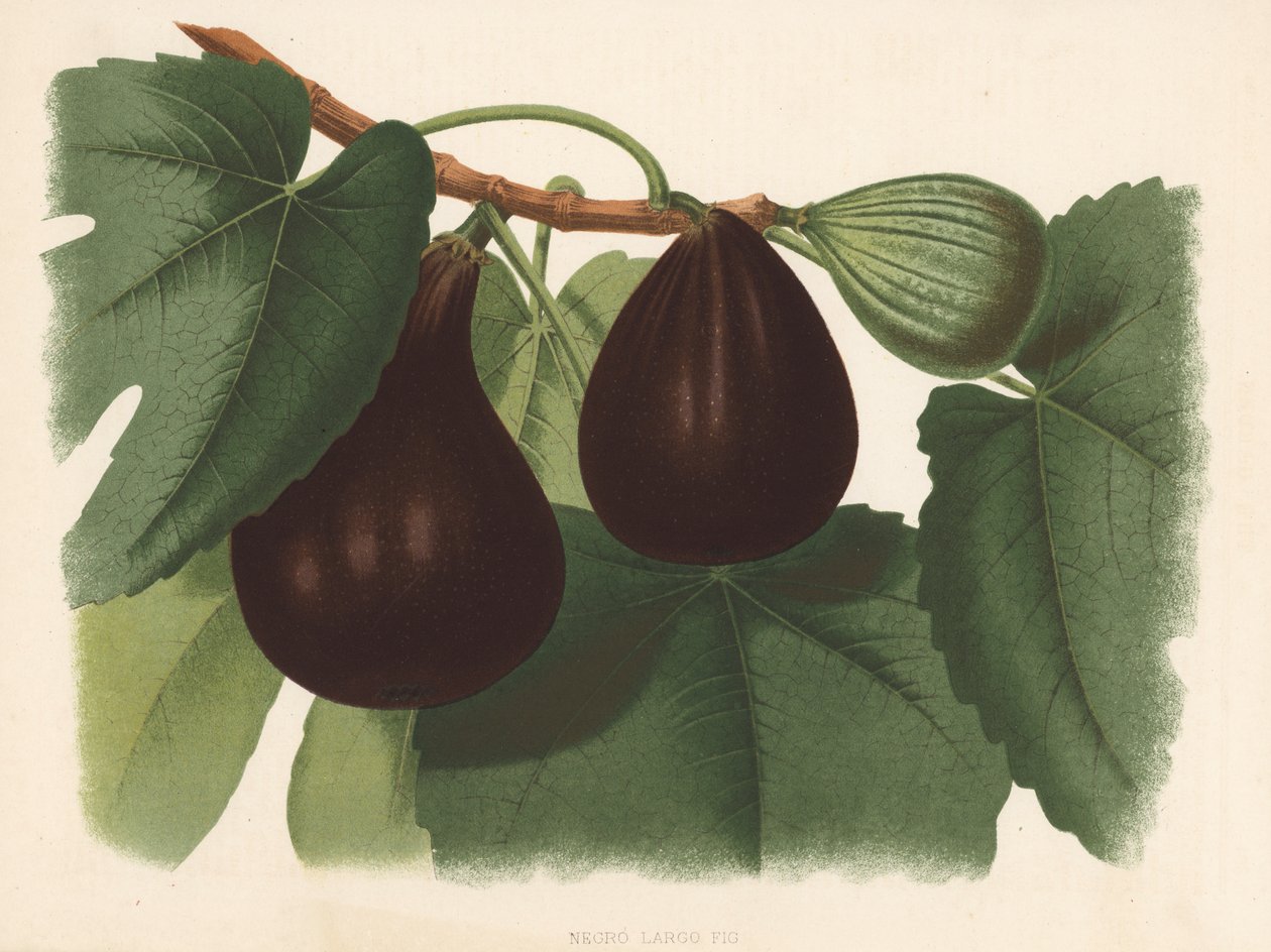 Negro stor fikon (färglitografi) av English School