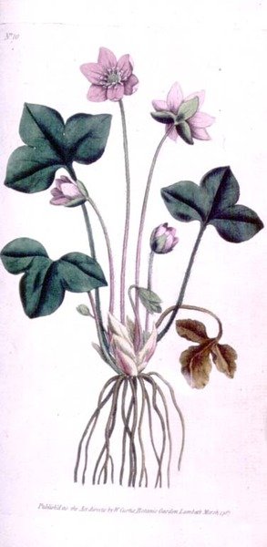 Noble Liverwort (Anemone hepatica), tallrik 10 från William Curtis 