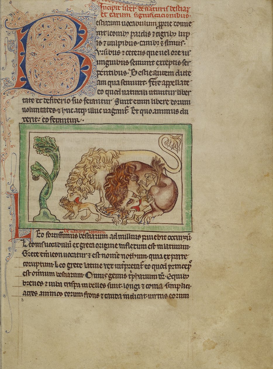 Northumberland Bestiary, c.1250-60 (färgade tvättar och bläck på pergament) av English School