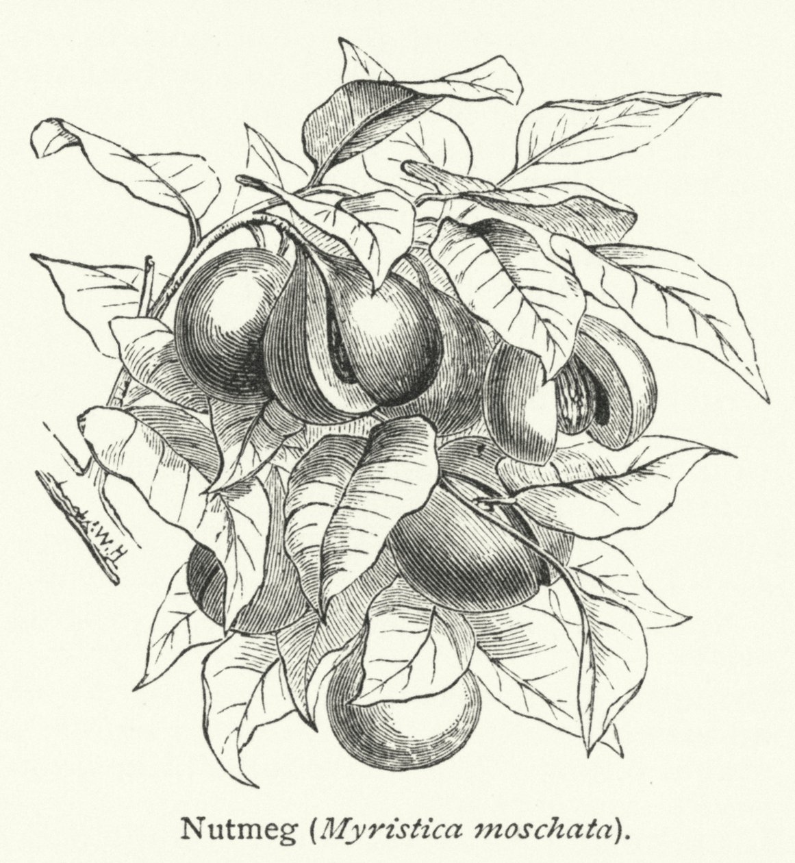 Muskotnöt (Myristica moschata) (gravyr) av English School
