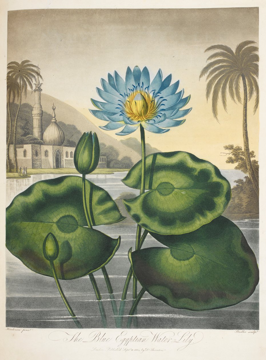 Nymphaea Caerulea, blå egyptisk näckros av English School