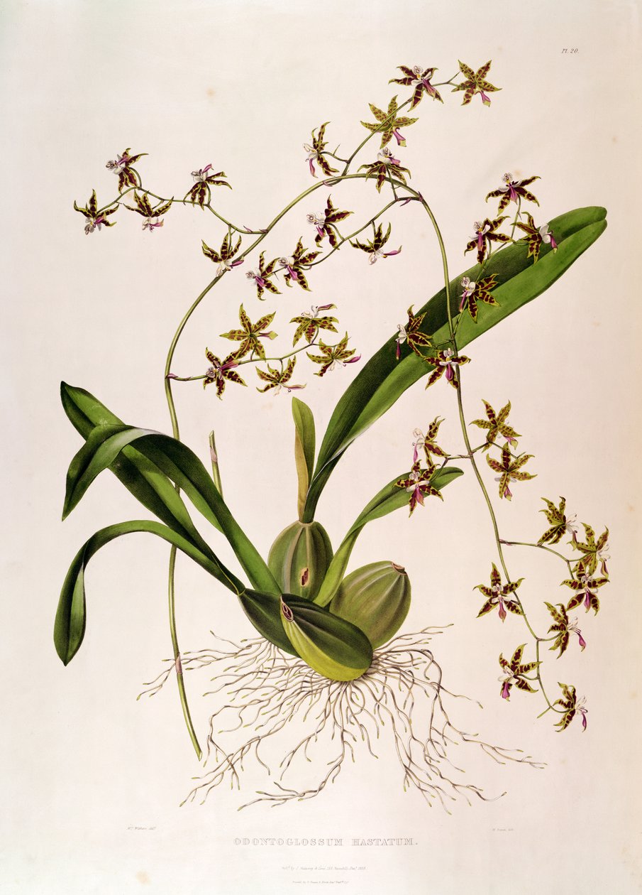 Odontoglossum Hastatum (handkolorerad gravyr) av English School