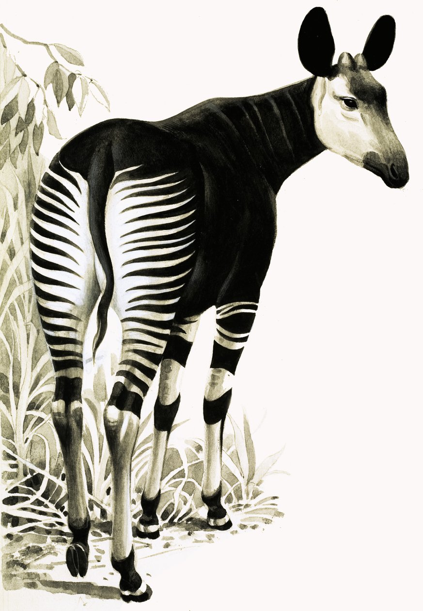 Okapi av English School