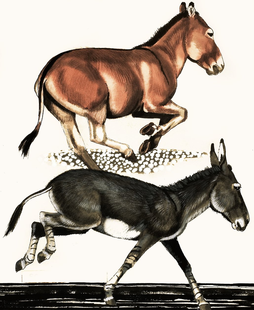 Onager och somalisk vildassel av English School