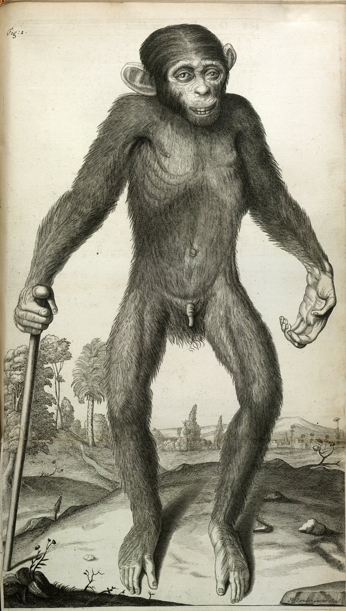 Orang-Outang, sive Homo Sylvestris: eller, en pygmés anatomi jämfört med en apa, en apa och en man...