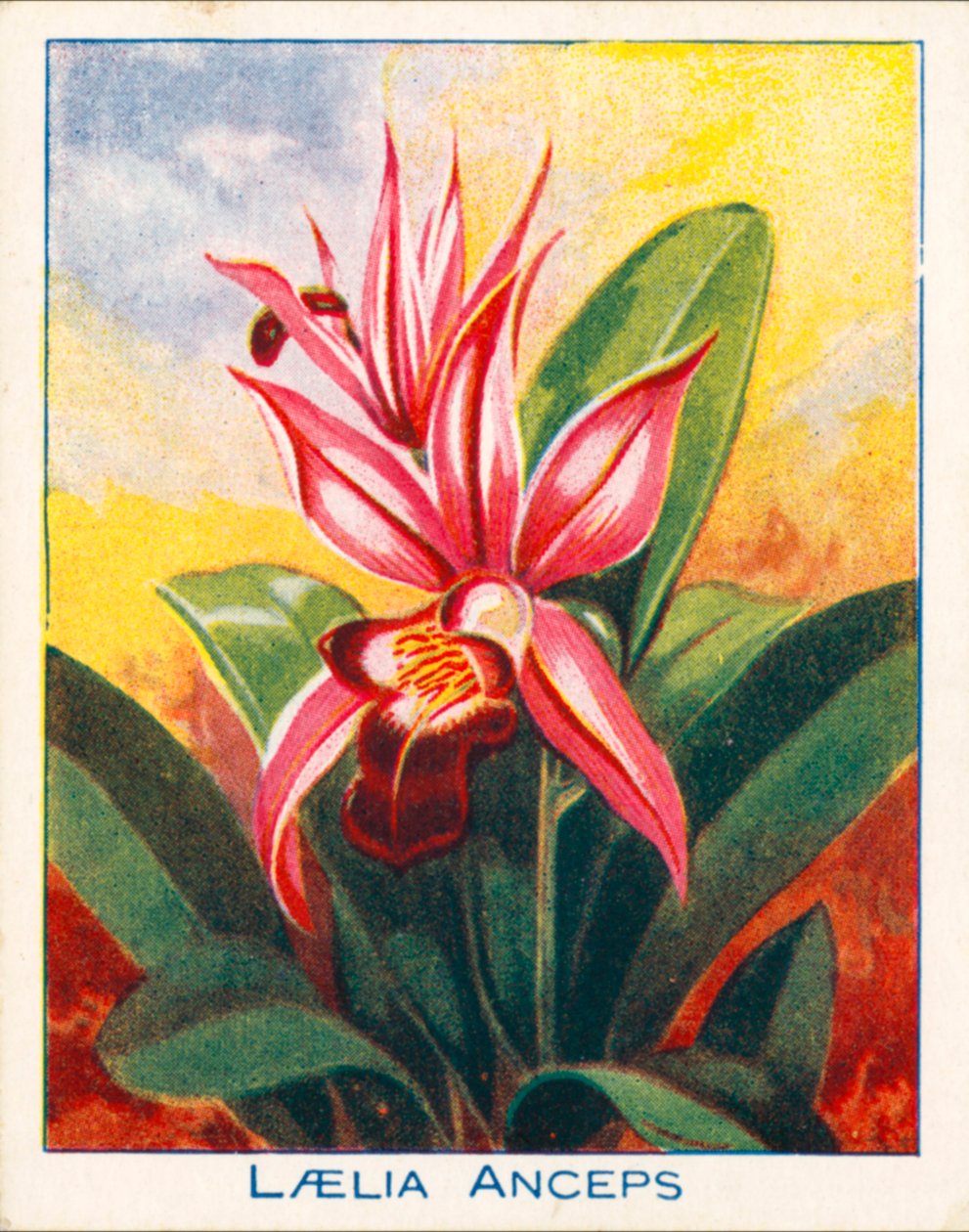 Orkidéer: Laelia Anceps (färglitografi) av English School