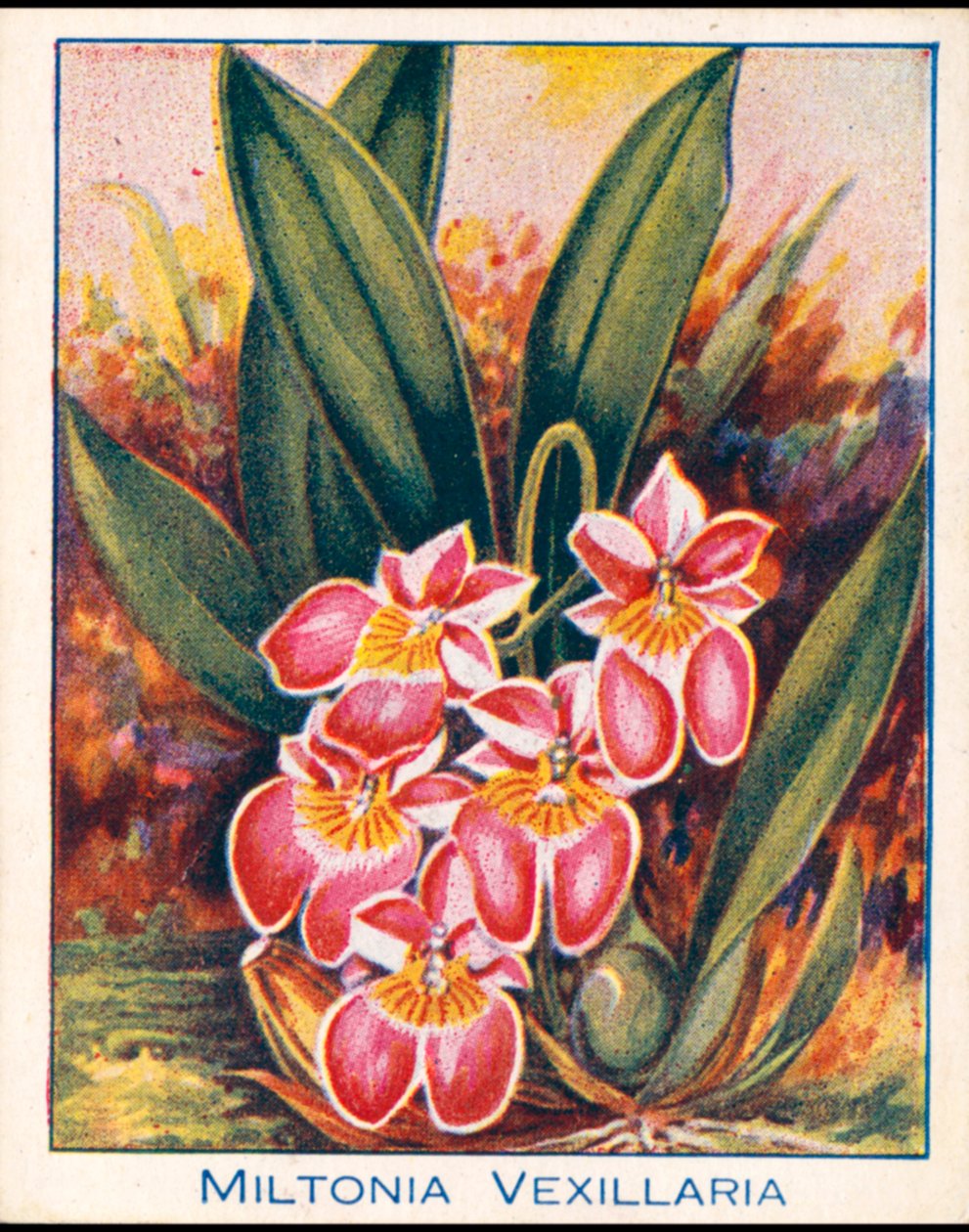 Orkidéer: Miltonia Vexillaria (färglitografi) av English School