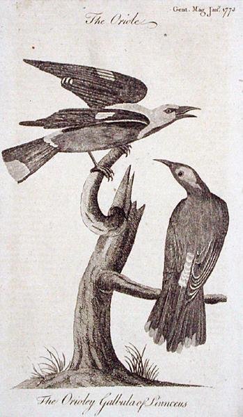 Oriole, från 