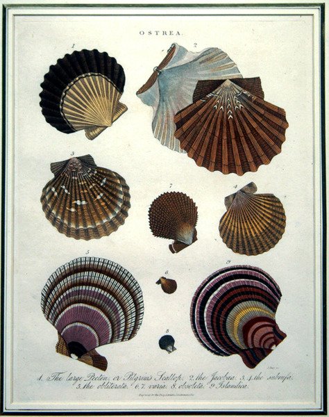 Ostrea, illustration från 