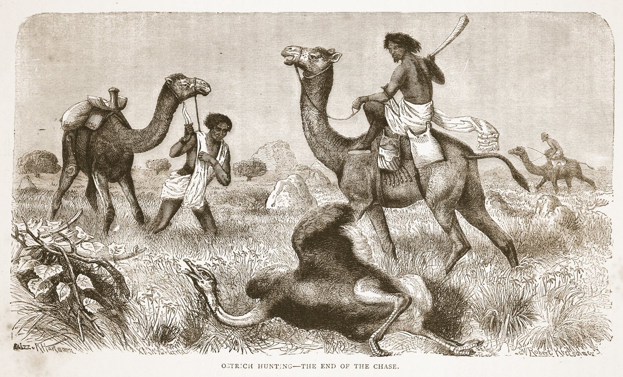 Strutsjakt - slutet på jakten, illustration från The Pictorial Edition of the Life and Discoveries of David Livingstone av J. Ewing Richie, pub. av A. Fullarton & Co., 1876 av English School