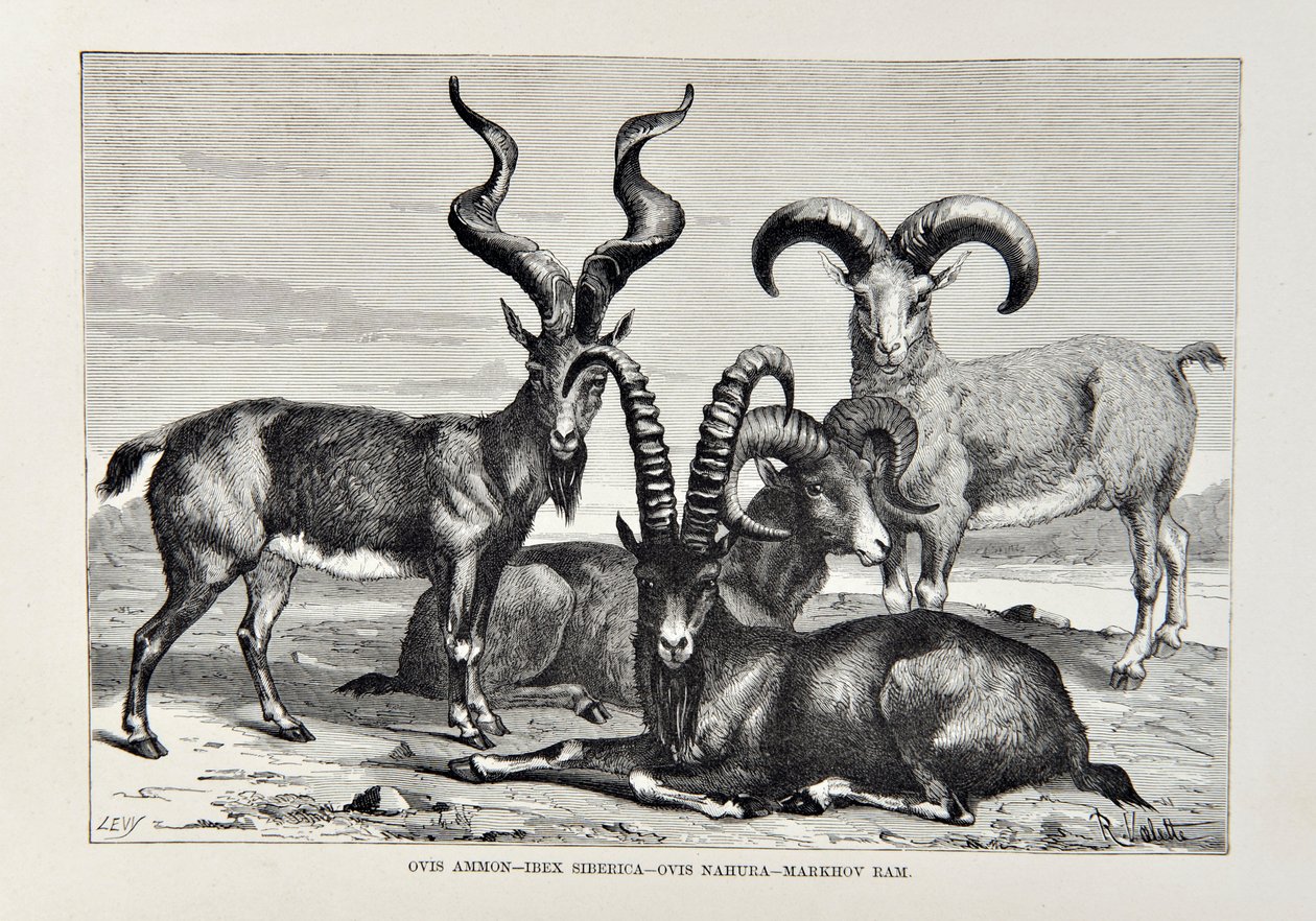 Ovis Ammon - Ibex Siberica - Ovis Nabura - Markhov Ram, illustration från The Universal Geography, the Earth and its inhabitants av Elisee Reclus, publicerad 1878 av English School