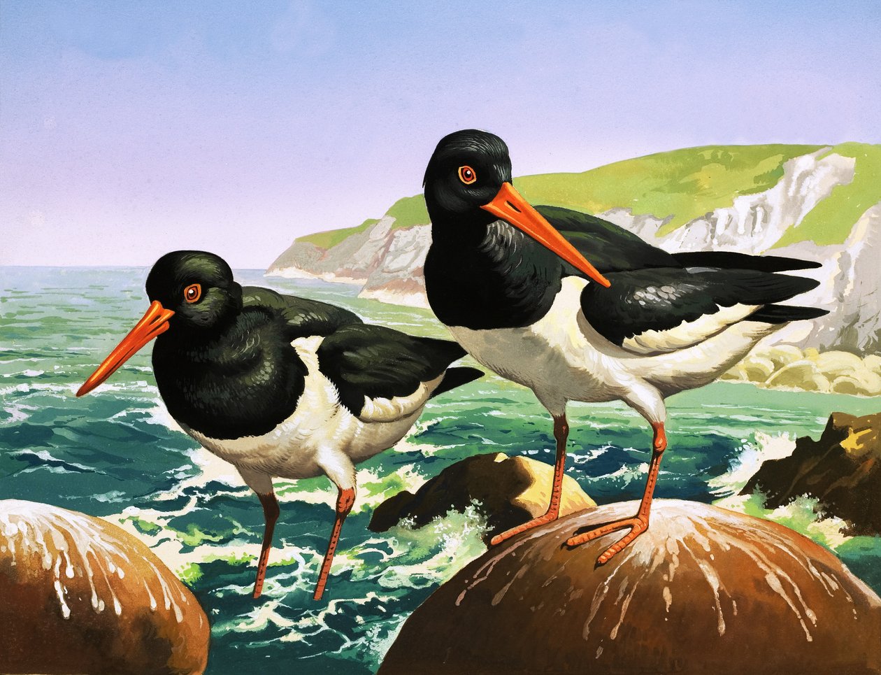 Oystercatchers, illustration från "Once Upon a Time" (gouache på papper) av English School