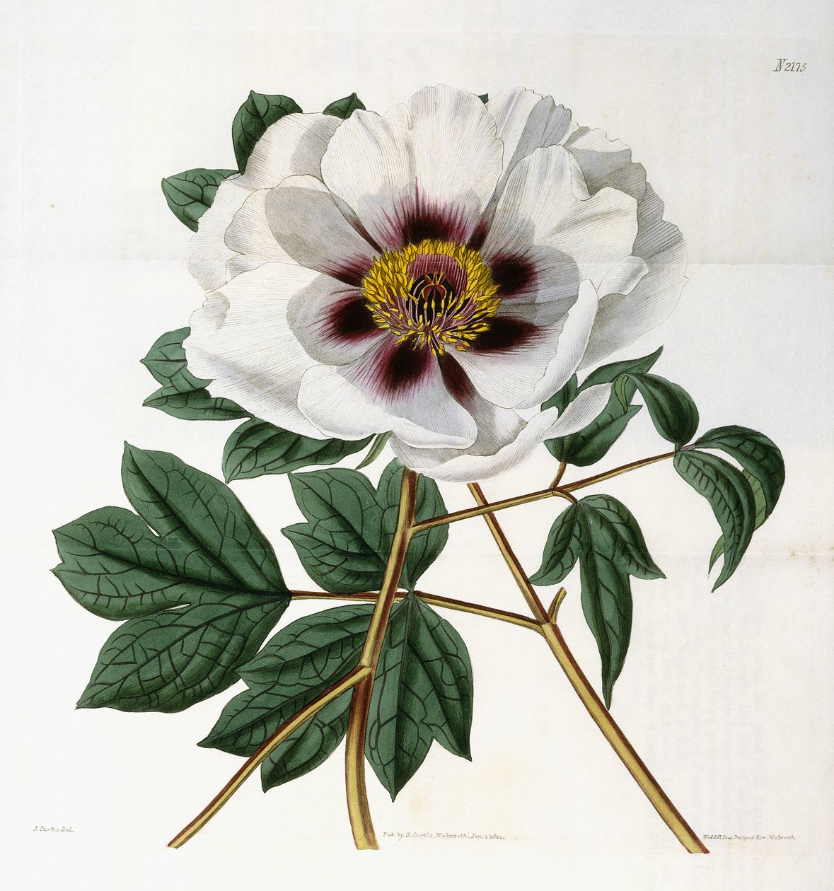 Paeonia suffruticosa Andr. var. vallmo, 1788-1896 av English School