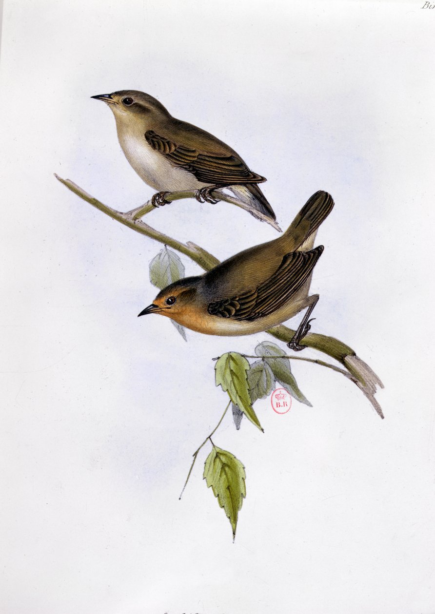 Par Certhidea Olivacea, illustration från The Zoology of the Voyage of H.M.S. Beagle, 1832-36, av Charles Darwin (1809-92), 1840 av English School
