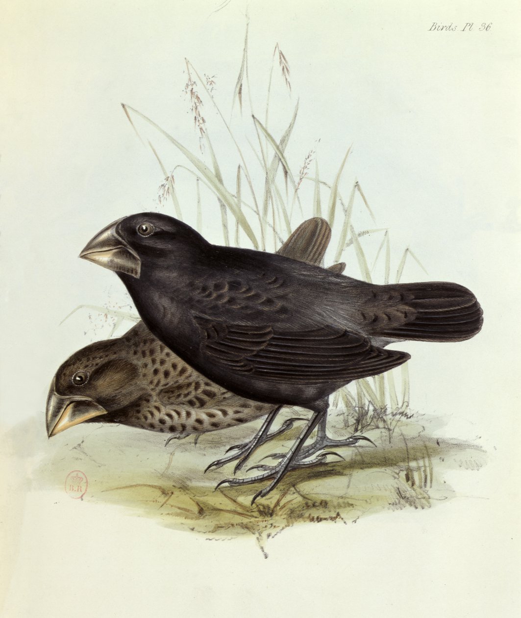 Par Geospiza Magnirostris, från The Zoology of the Voyage of H.M.S. Beagle 1832-36 av Charles Darwin (1809-92), 1840 London av English School