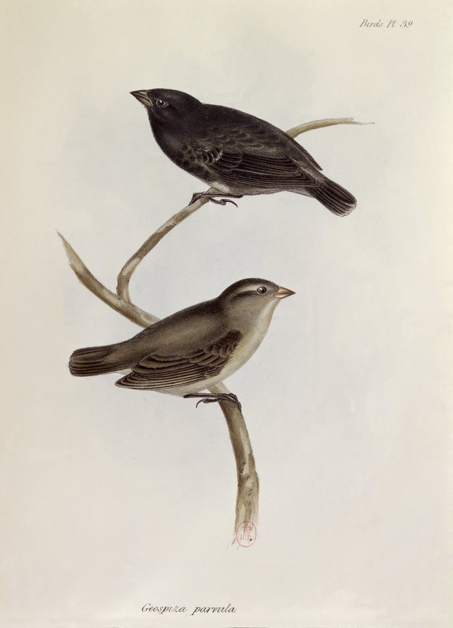 Par Geospiza Parvula, illustration från Zoology of the Voyage of H.M.S. Beagle, 1832-36, av Charles Darwin (1809-92), 1840 av English School