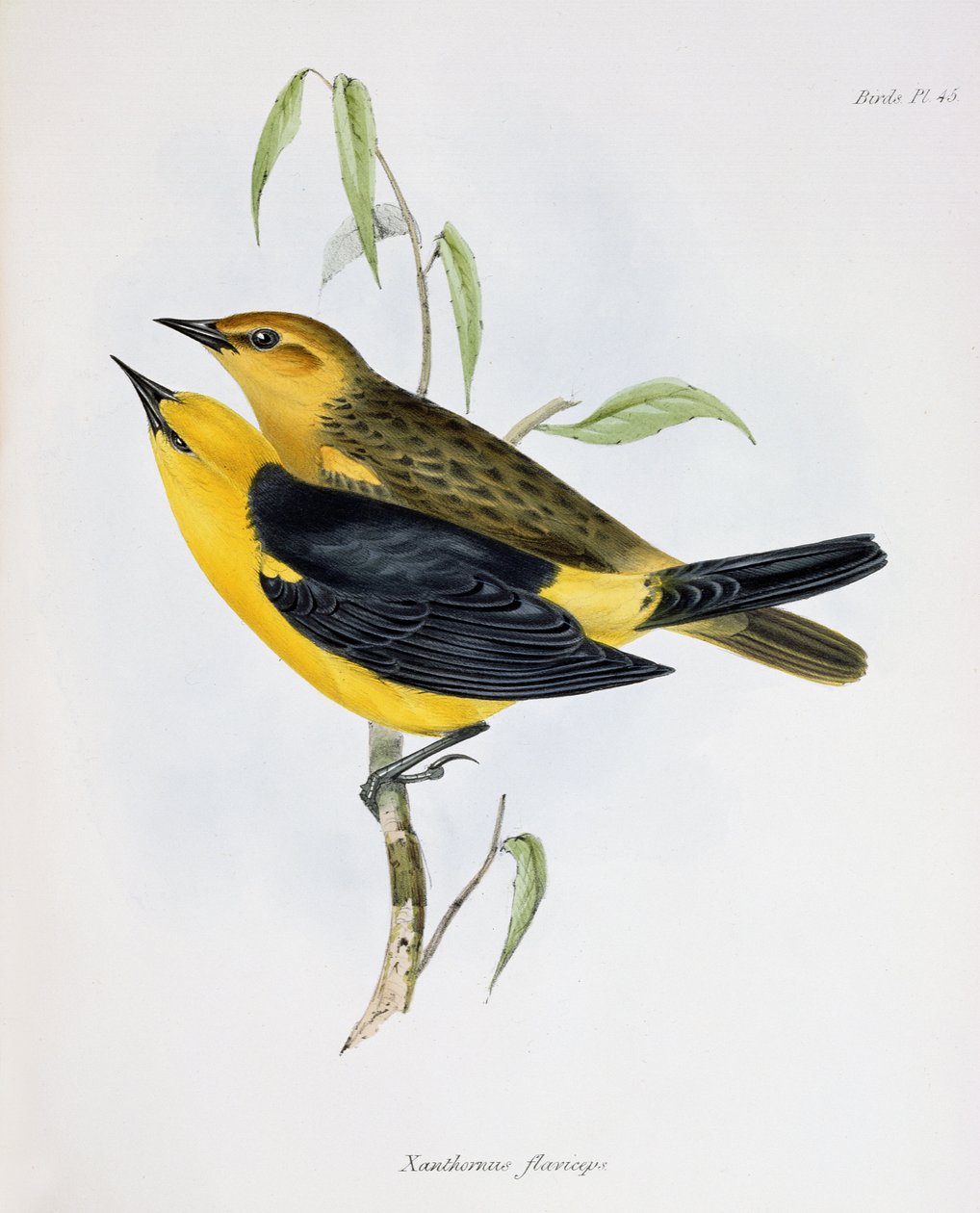 Par Xanthornus Flaviceps, illustration från Zoology of the Voyage of H.M.S. Beagle, 1832-36, av Charles Darwin (1809-92), 1840 av English School