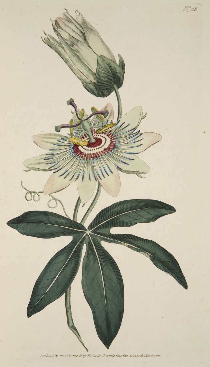 Passiflora Caerulea (Common Passion Flower), från The Botanical Magazine eller Flower Garden Displayed, pub. 1786 (handfärgad gravyr) av English School
