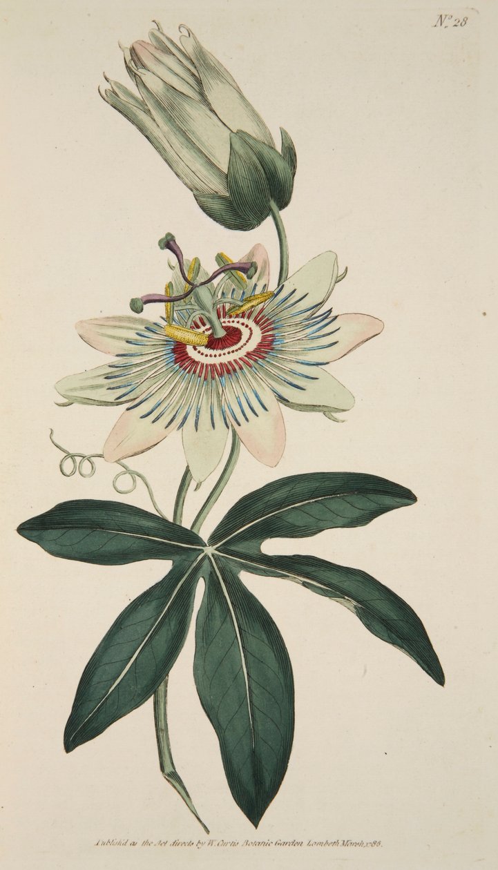 Passiflora Coerulea Common Passion Flower, pub. 1786 handfärgad gravyr. av English School