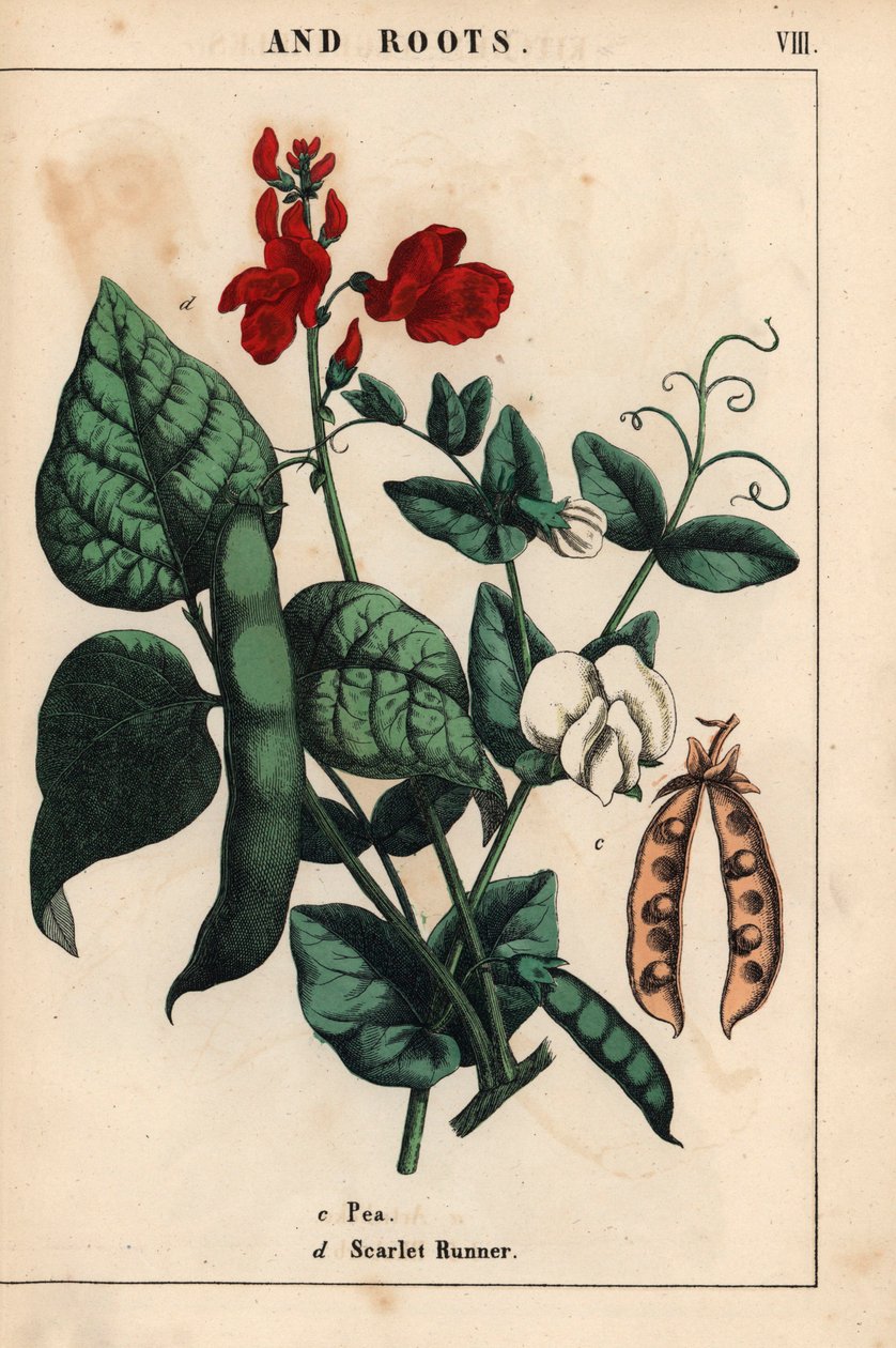 Ärtor och löparbönor, med scharlakansröda och vita blommor.   , från "The Instructive Picturebook, or Lessons from the Vegetable World," [Charlotte Mary Yonge], Edinburgh av English School