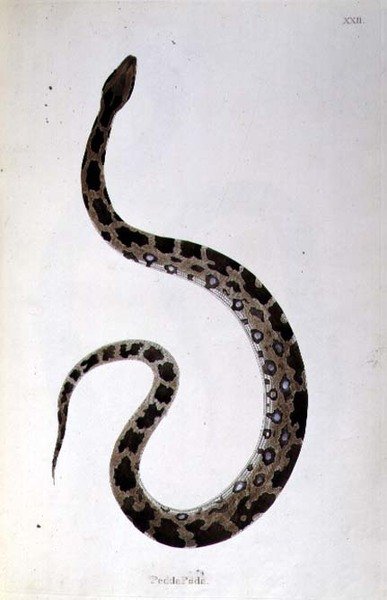 Pedda Poda Snake från "An Account of Indian Serpents collected from the Coast of Coromandel" av Patrick Russell, London av English School