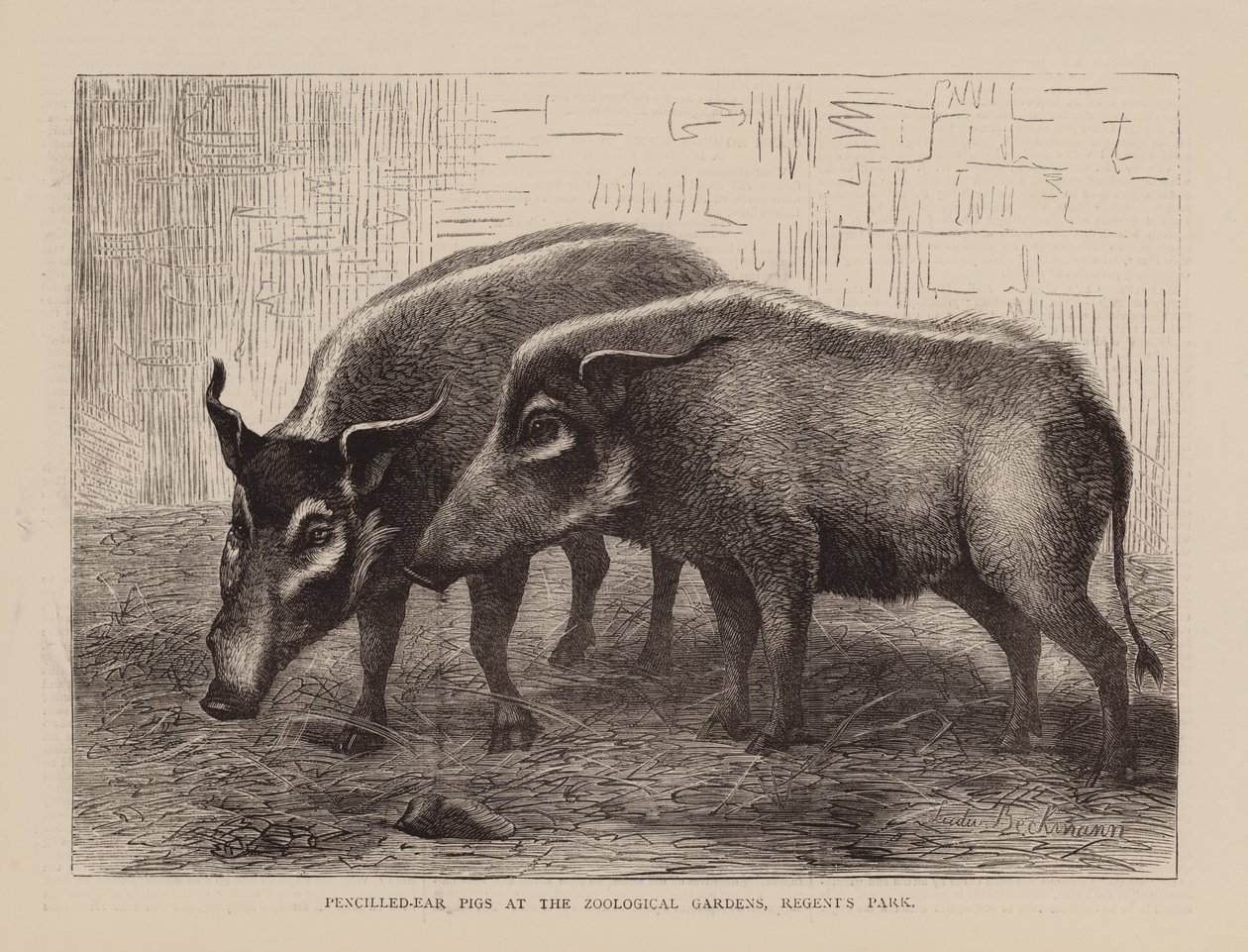 Pencilled-Ear Pigs på Zoological Gardens, Regents Park (gravyr) av English School