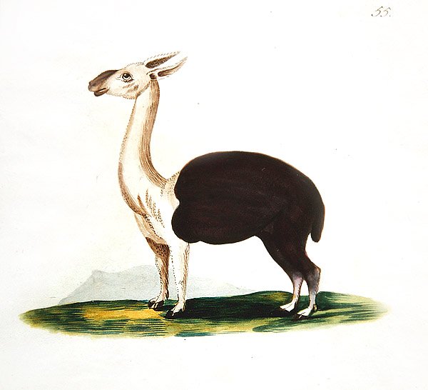 Peruansk guanaco, ca 1810 (akvarell på papper) av English School