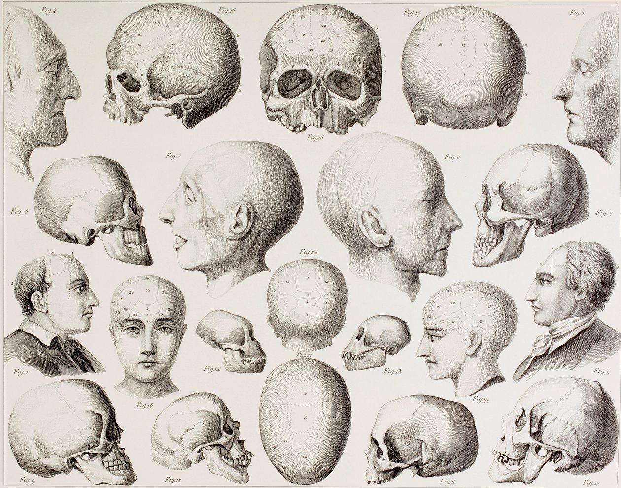 Frenologisk illustration som visar hjärnans psykologiska relationer, från ett 1800-talstryck av English School