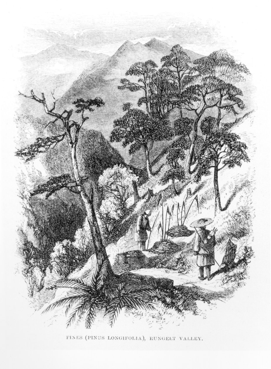Tallar i Rungelt-dalen i Himalaya, från Himalayan Journals, 1854 av English School