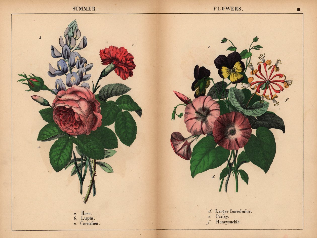 Rosa kålros, blå lupin, scharlakansröd nejlika, lila större convolvulus, lila och gul pensé och rosa och orange kaprifol.  , från "The Instructive Picturebook, or Lessons from the Vegetable World," [Charlotte Mary Yonge], Edinburgh av English School