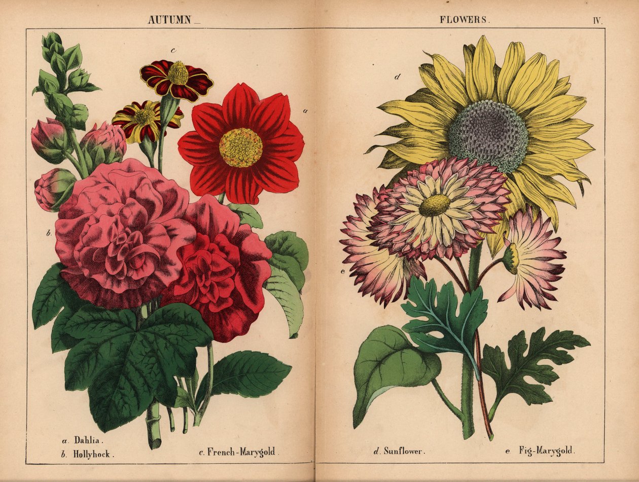 Rosa dahlia, crimson och gul fransk marygold, scharlakansröd stockros, gul solros, rosa och citrongul fikon-marygold, från "The Instructive Picturebook, or Lessons from the Vegetable World," [Charlotte Mary Yonge], Edinburgh av English School