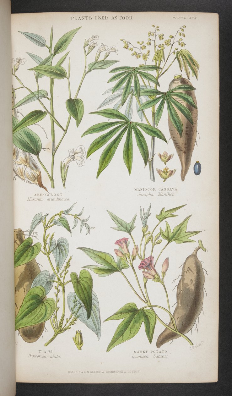 Växter som används som mat, från "A Manual of Indian Botany" av English School