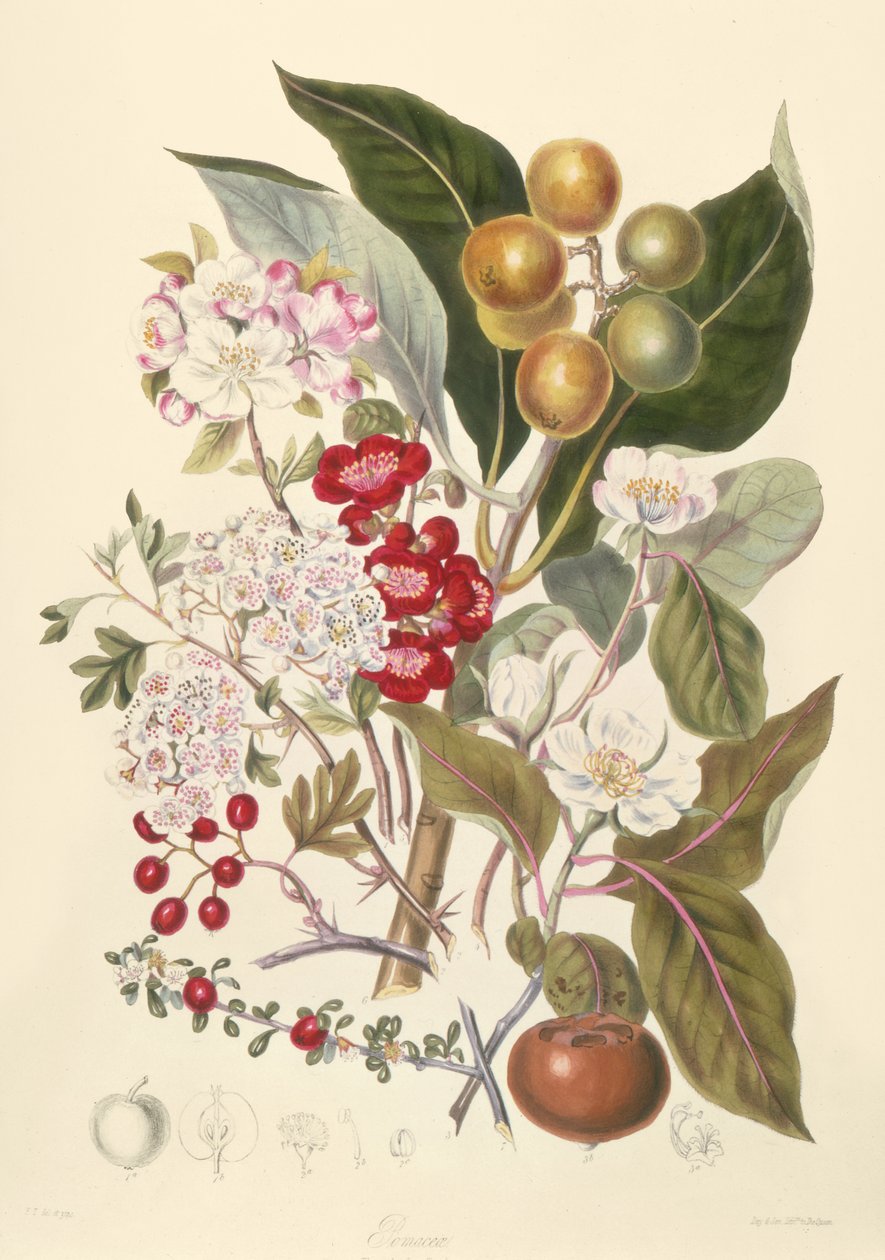 Pomaceae, äppelstammen av English School