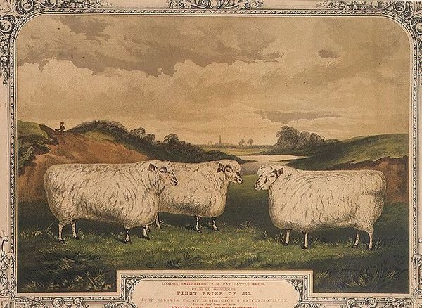Pris Cotswold-får, utfodrade med mat kryddad med Thorleys krydda, till minne av London Smithfield club fat cattle show, graverad av M. Gauci (fl.1810-46) c.1840 (litho) av English School