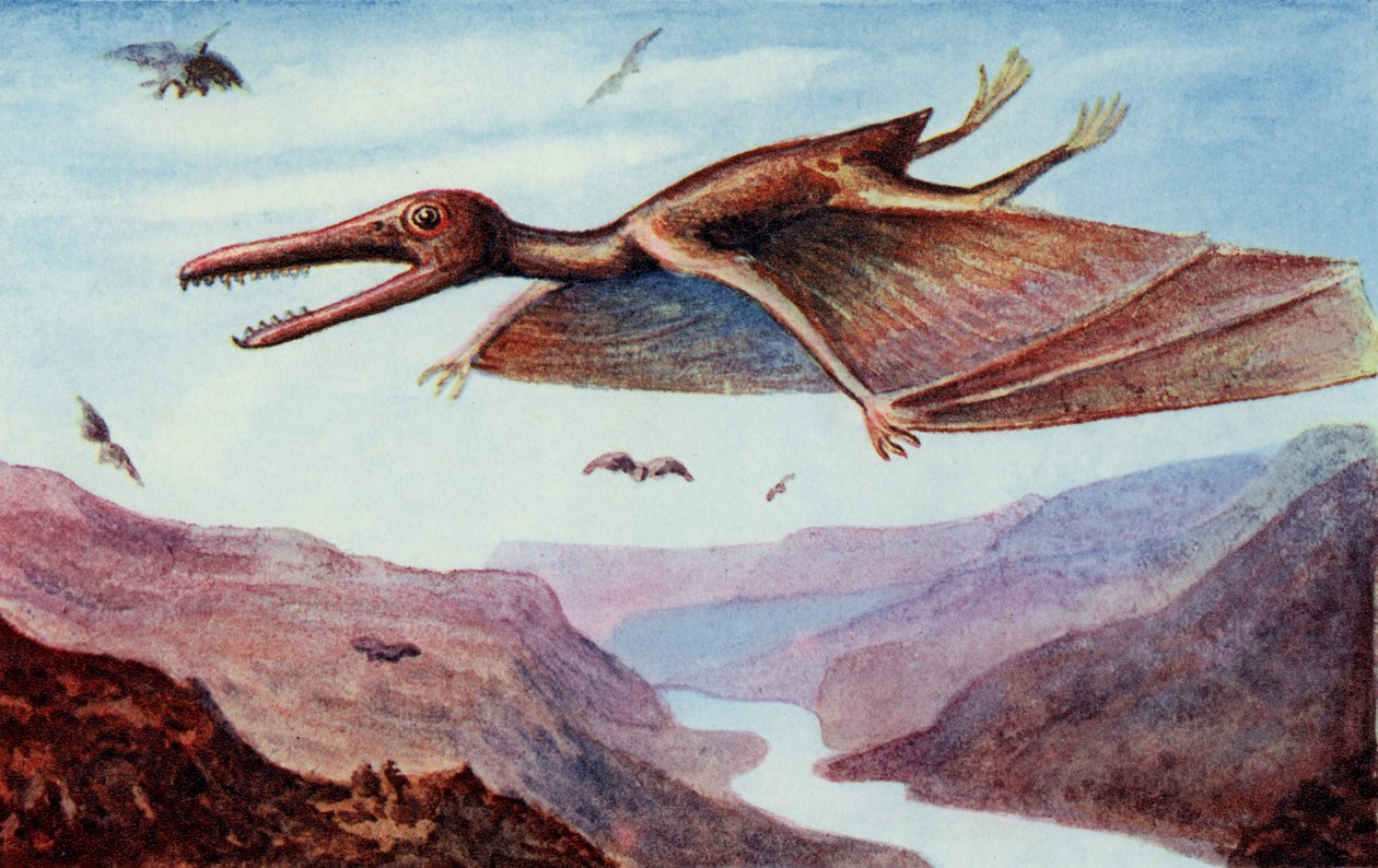 Pterodactyl, från "The Wonder Book of would you believe it", redigerad av Harry Golding av English School