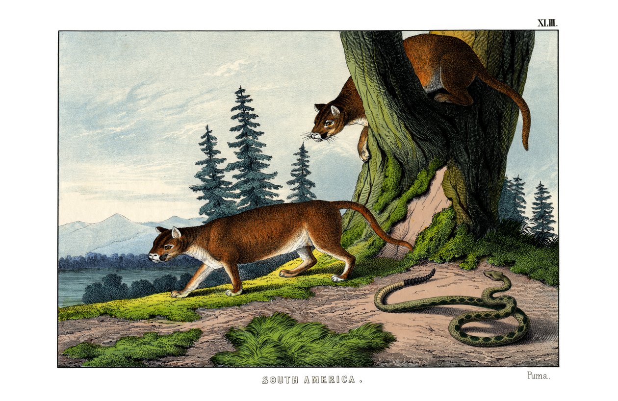 Puma av English School