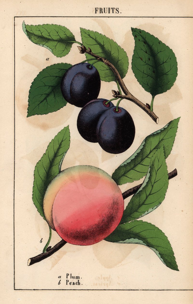 Lila-svarta plommon och rosa persika   , från "The Instructive Picturebook, or Lessons from the Vegetable World," [Charlotte Mary Yonge], Edinburgh av English School