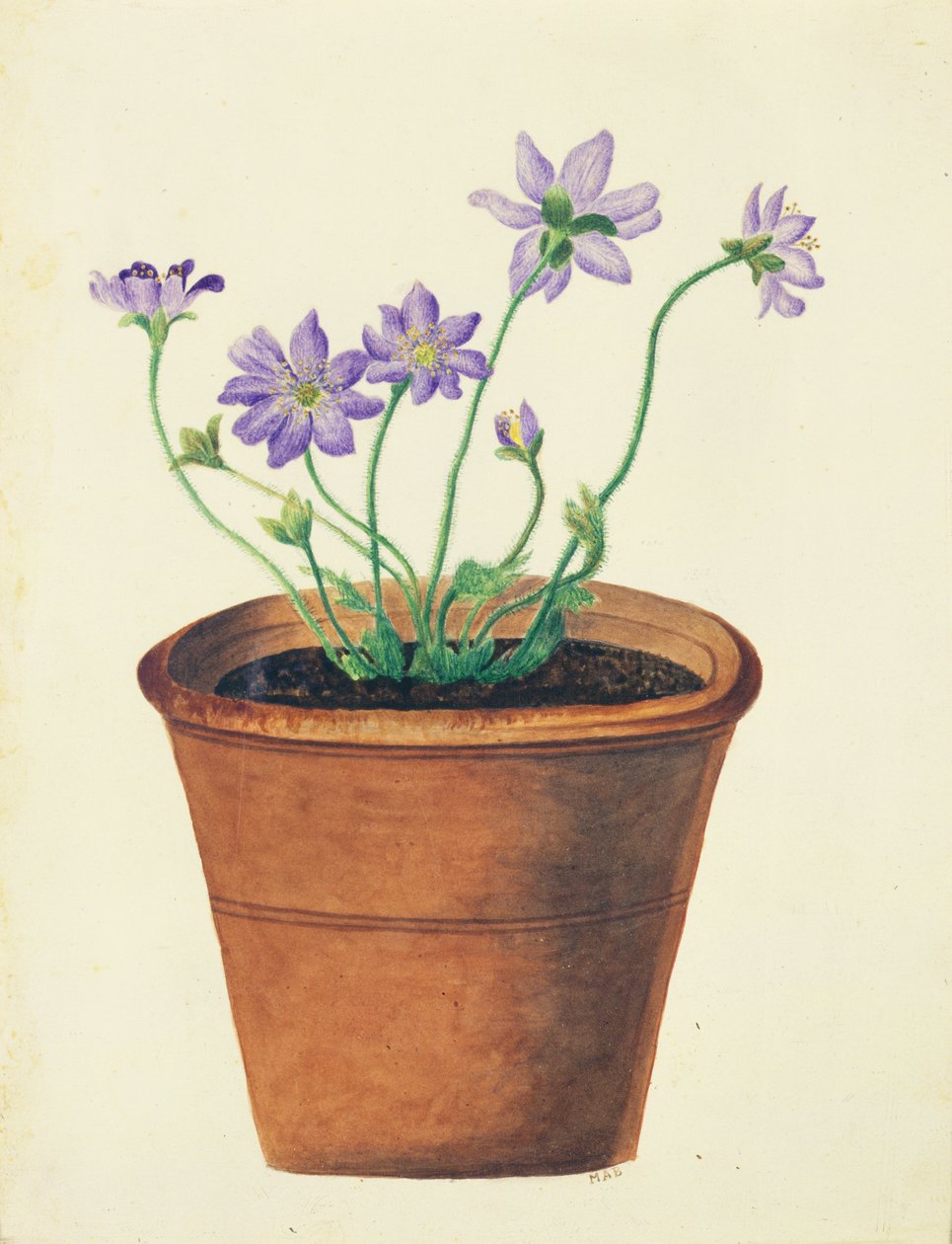 Lila blommor i en terrakottakruka, ca 1825 (wc på papper) av English School