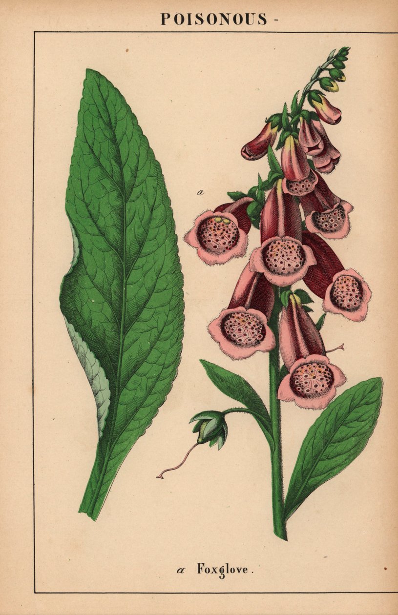 Lila fingerborgshandske  , från "The Instructive Picturebook, or Lessons from the Vegetable World," [Charlotte Mary Yonge], Edinburgh av English School