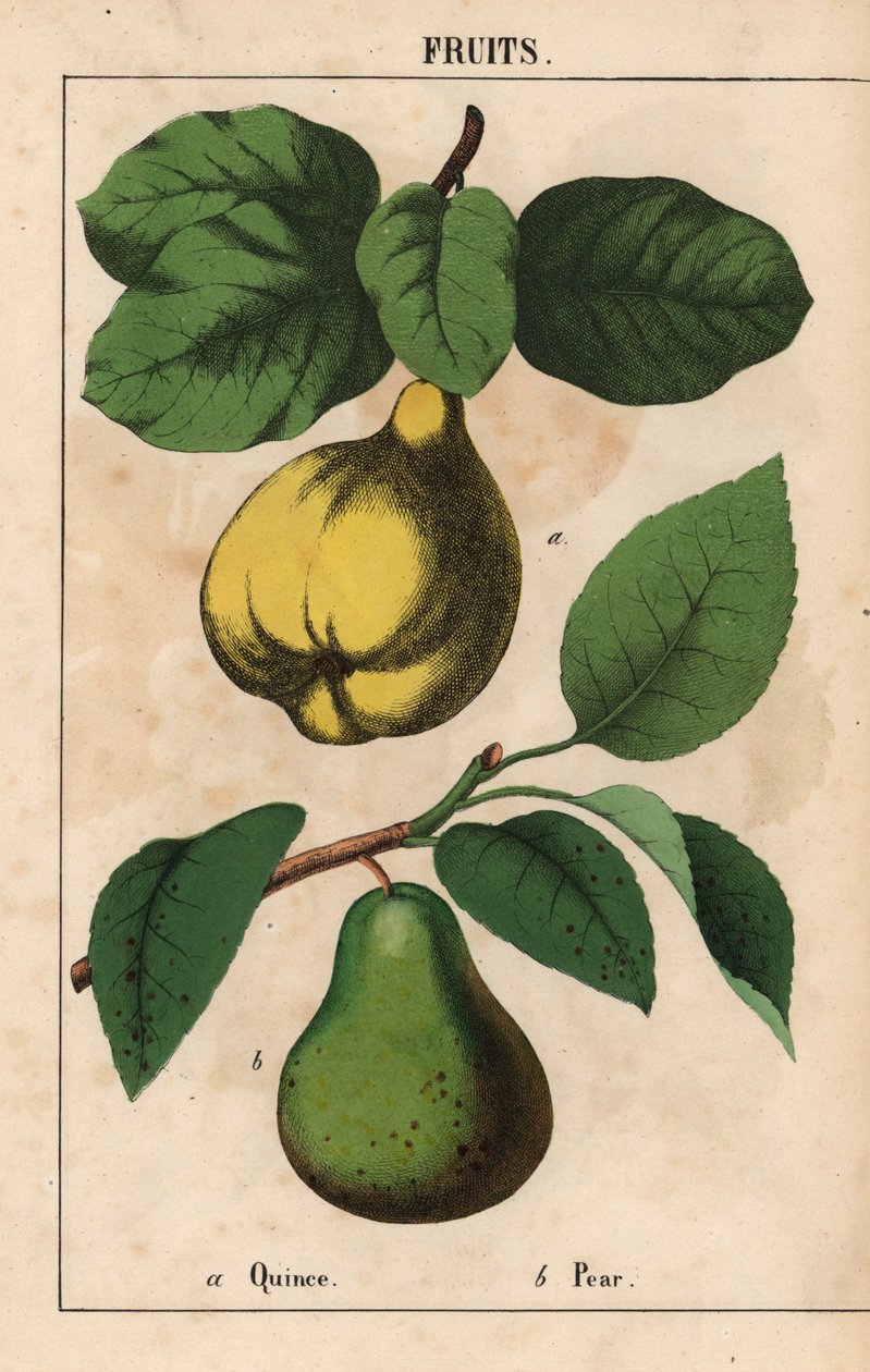 Kvitten och päron  , från "The Instructive Picturebook, or Lessons from the Vegetable World," [Charlotte Mary Yonge], Edinburgh av English School
