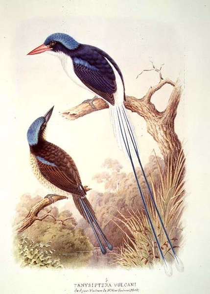 Racquet-tailed Kingfisher, fol. 12 Vol III, från 