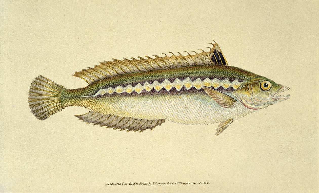 Rainbow Wrasse, Pl.96 från "The Natural History of British Fishes", utgiven av E. Donovan och F.C.  J. Rivington av English School