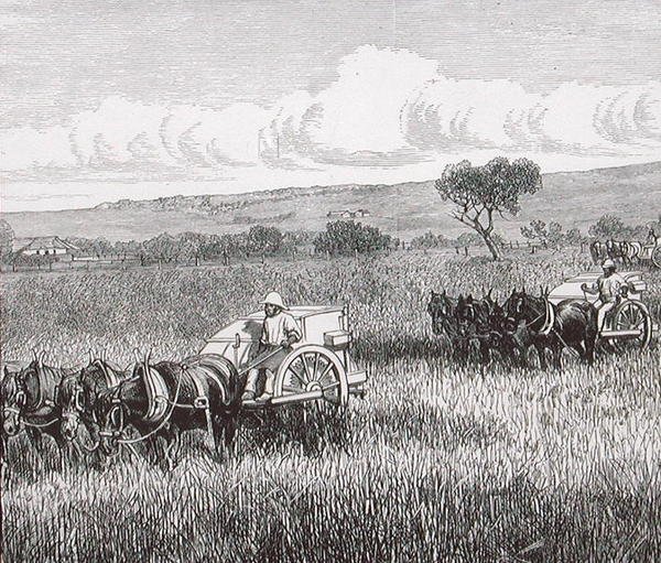 Reaping, South Adelaide, Australien av English School