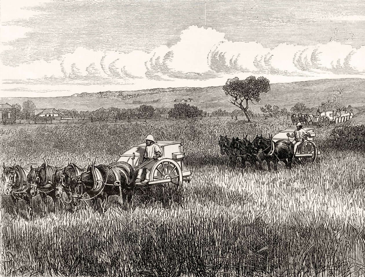 Reaping in South Adelaide, c.1880, från 