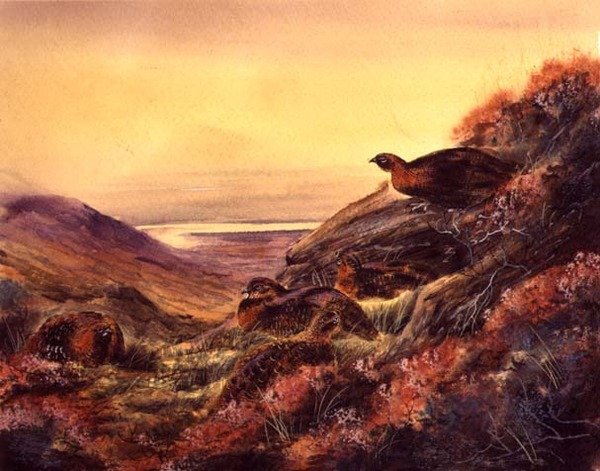 Red Grouse in Moorland, ca 1890 (akvarell på papper) av English School
