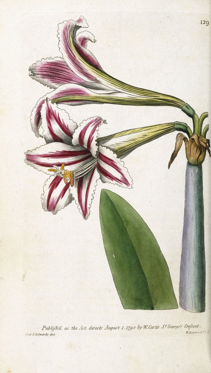 Röd- och vitrandig lilja, 1799-1810 av English School