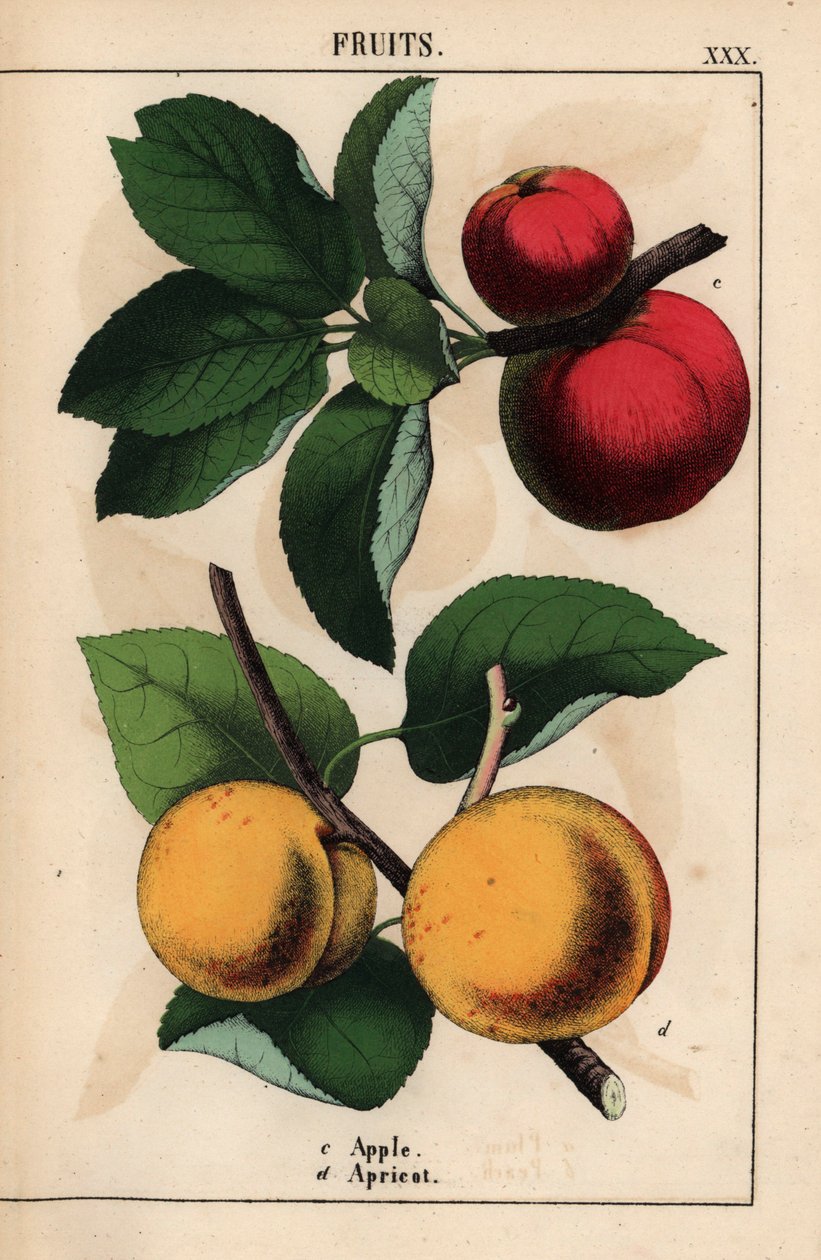 Röda äpplen och aprikoser   , från "The Instructive Picturebook, or Lessons from the Vegetable World," [Charlotte Mary Yonge], Edinburgh av English School