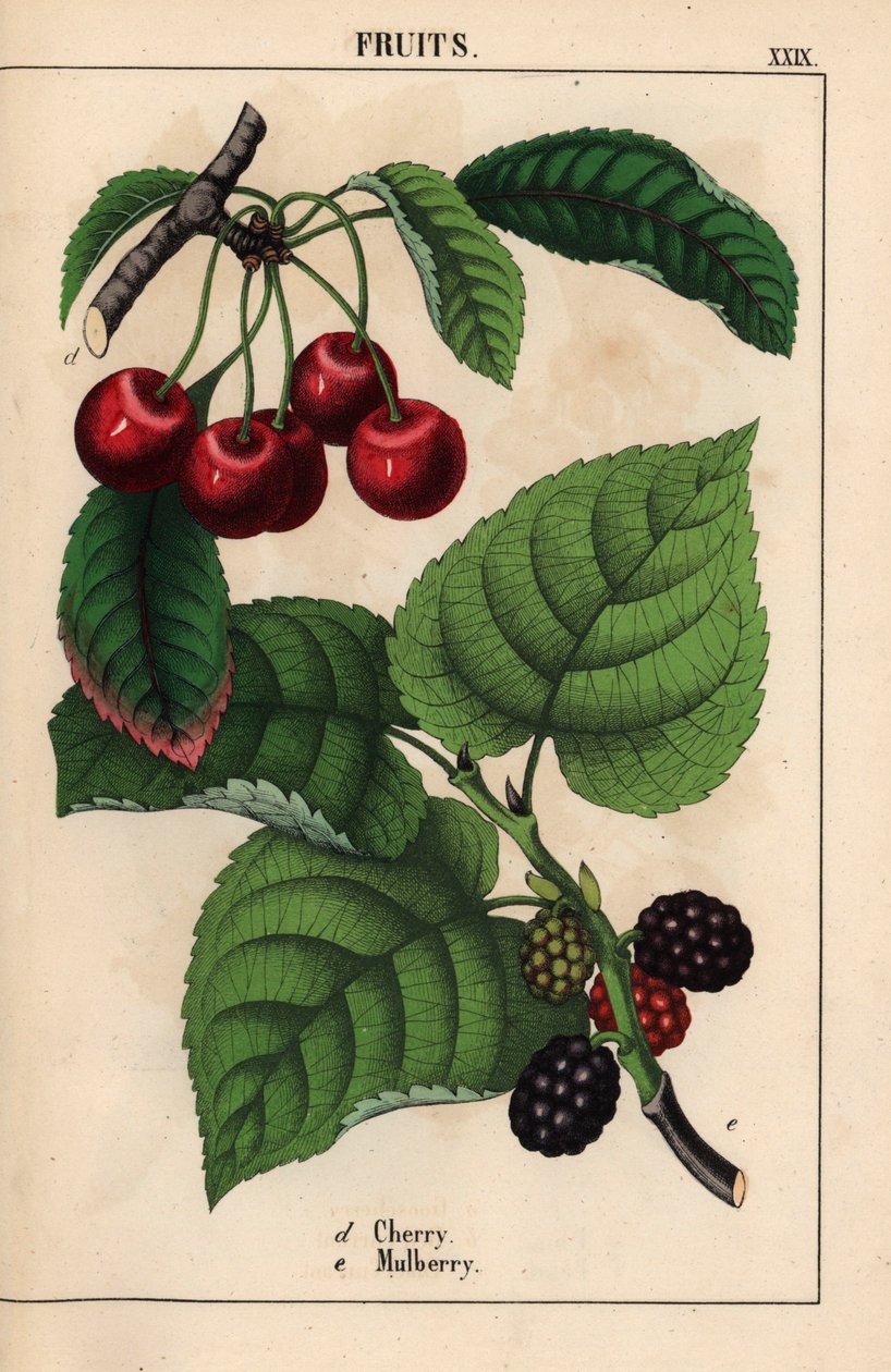 Röda körsbär och mullbärsfrukt   , från "The Instructive Picturebook, or Lessons from the Vegetable World," [Charlotte Mary Yonge], Edinburgh av English School