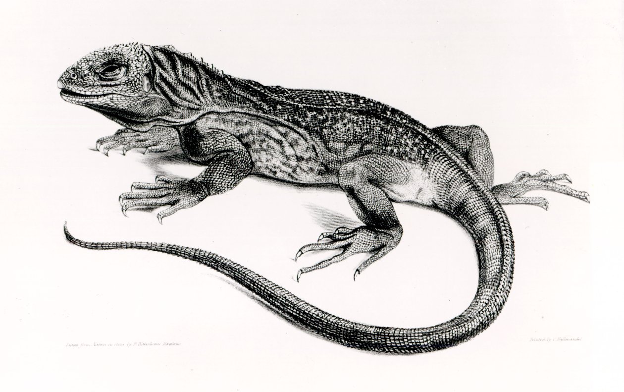 Reptil, illustration från 
