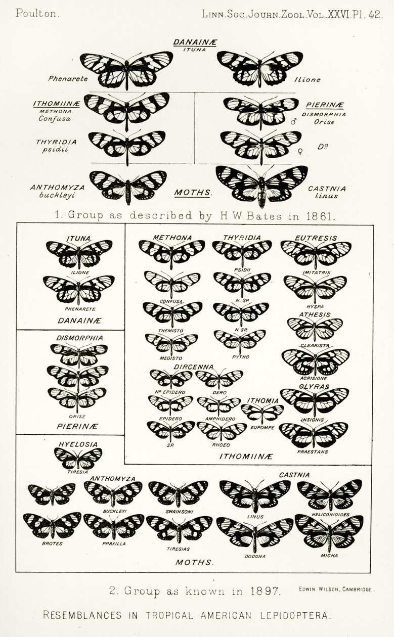 Likheter i tropiska amerikanska lepidoptera, illustration från The Hope Reports, Vol. II, 1897-1900., redigerad av Edward B. Poulton, Oxford, 1901 av English School